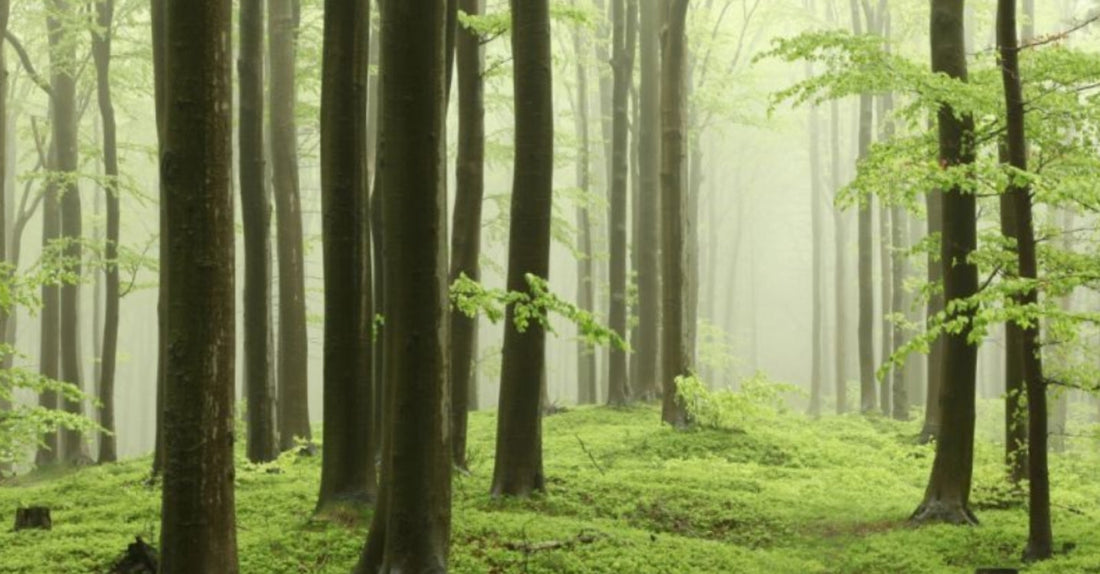 Sustainablity