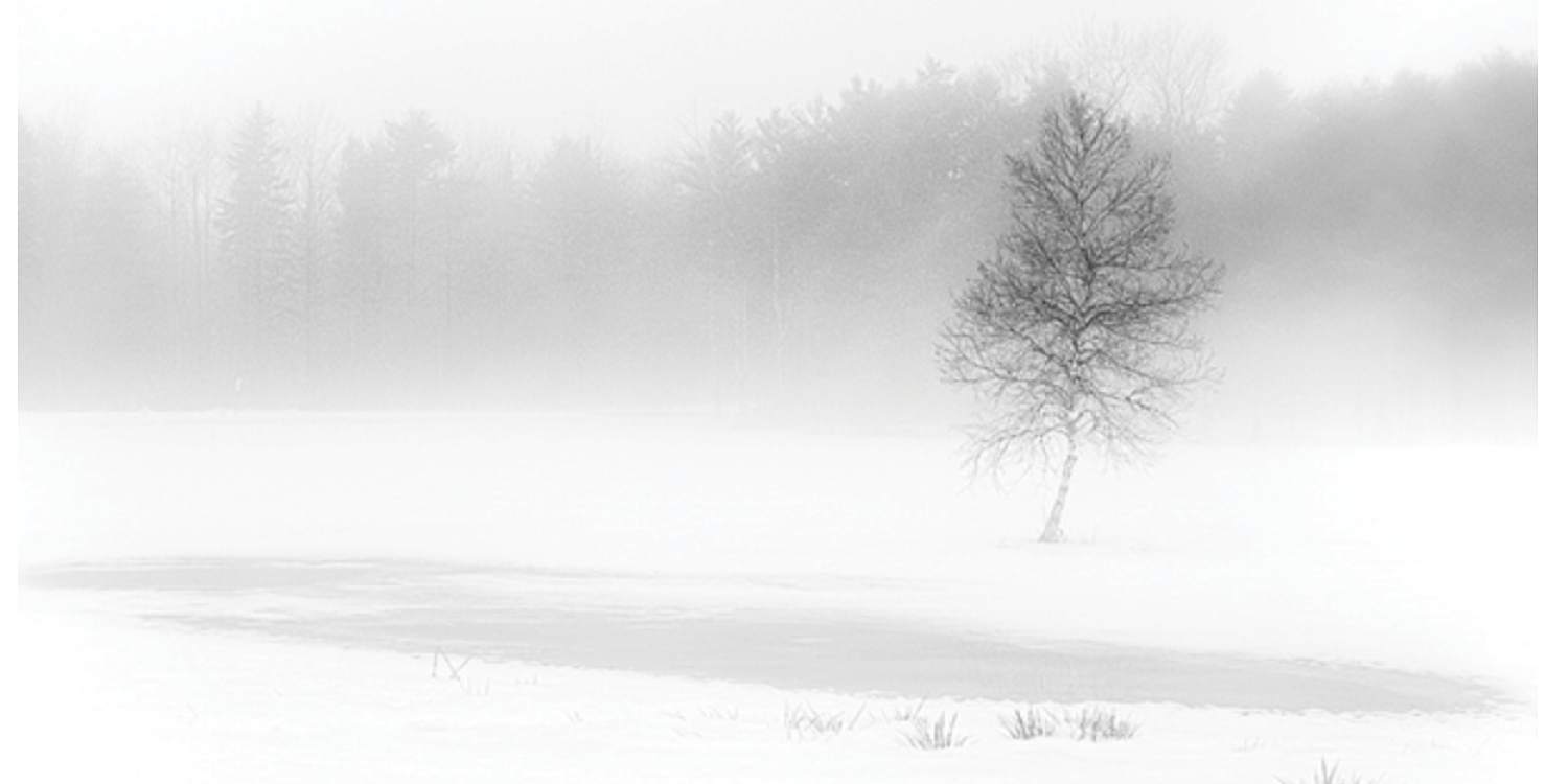 Late Spring photograph with snow covered field and single birch tree shrouded in fog