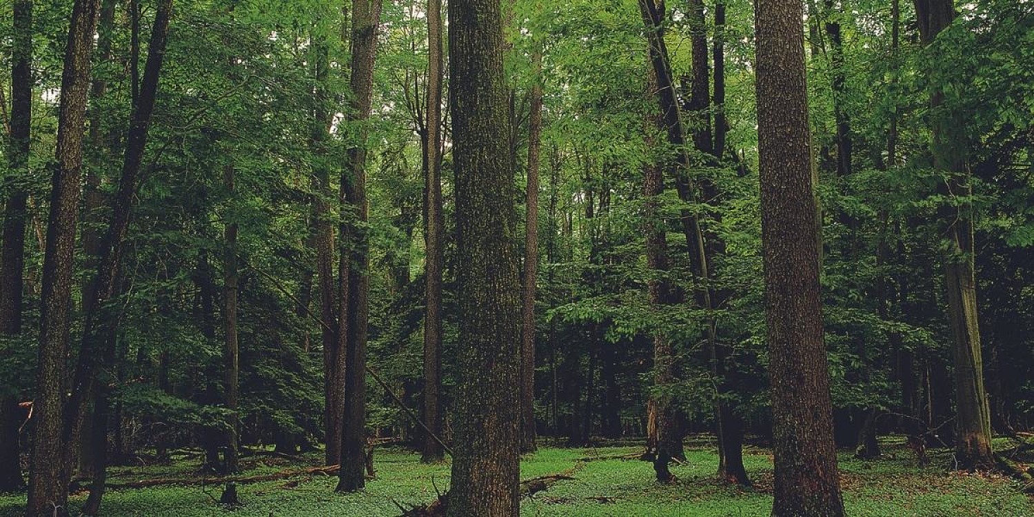 Allegheny Forest