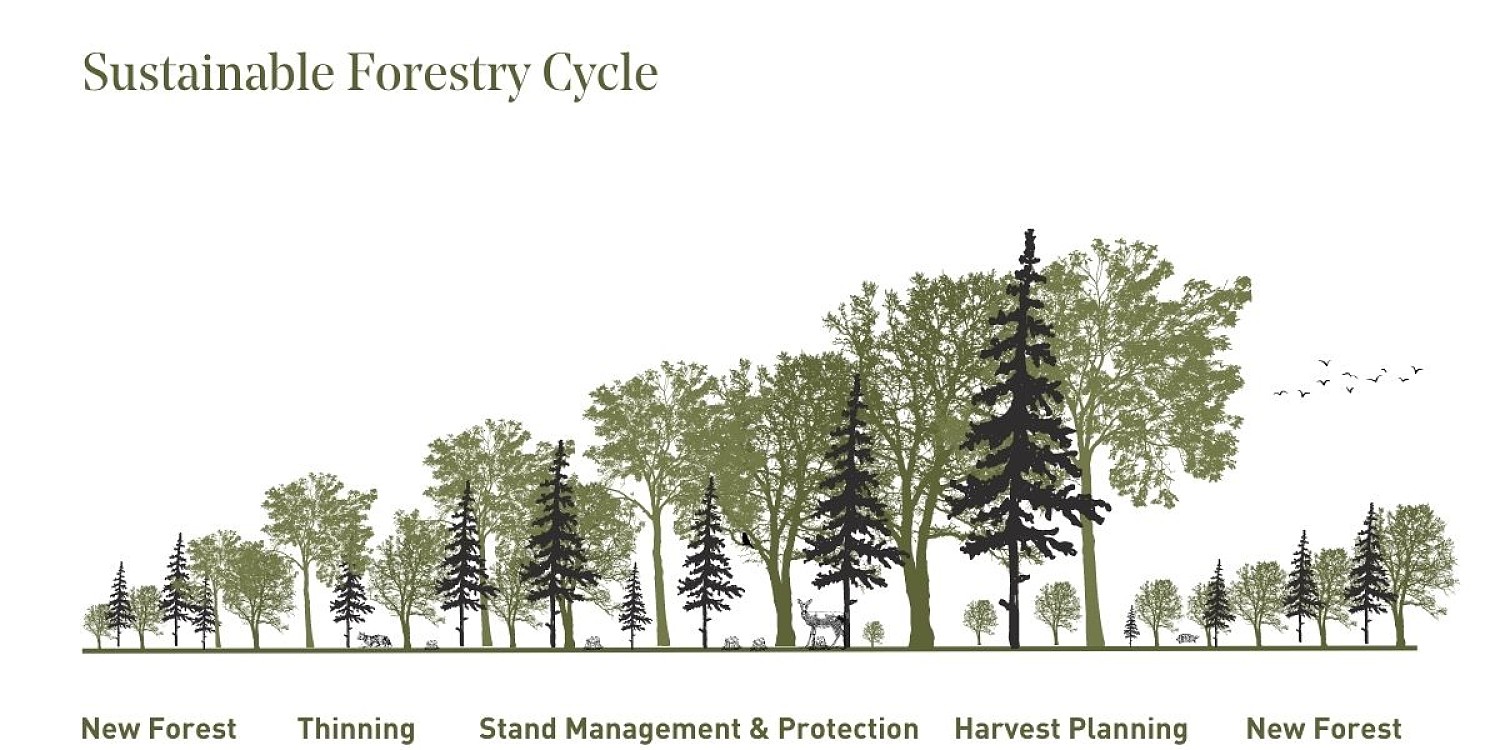 A graphic design showing a Sustainable Forestry cycle.