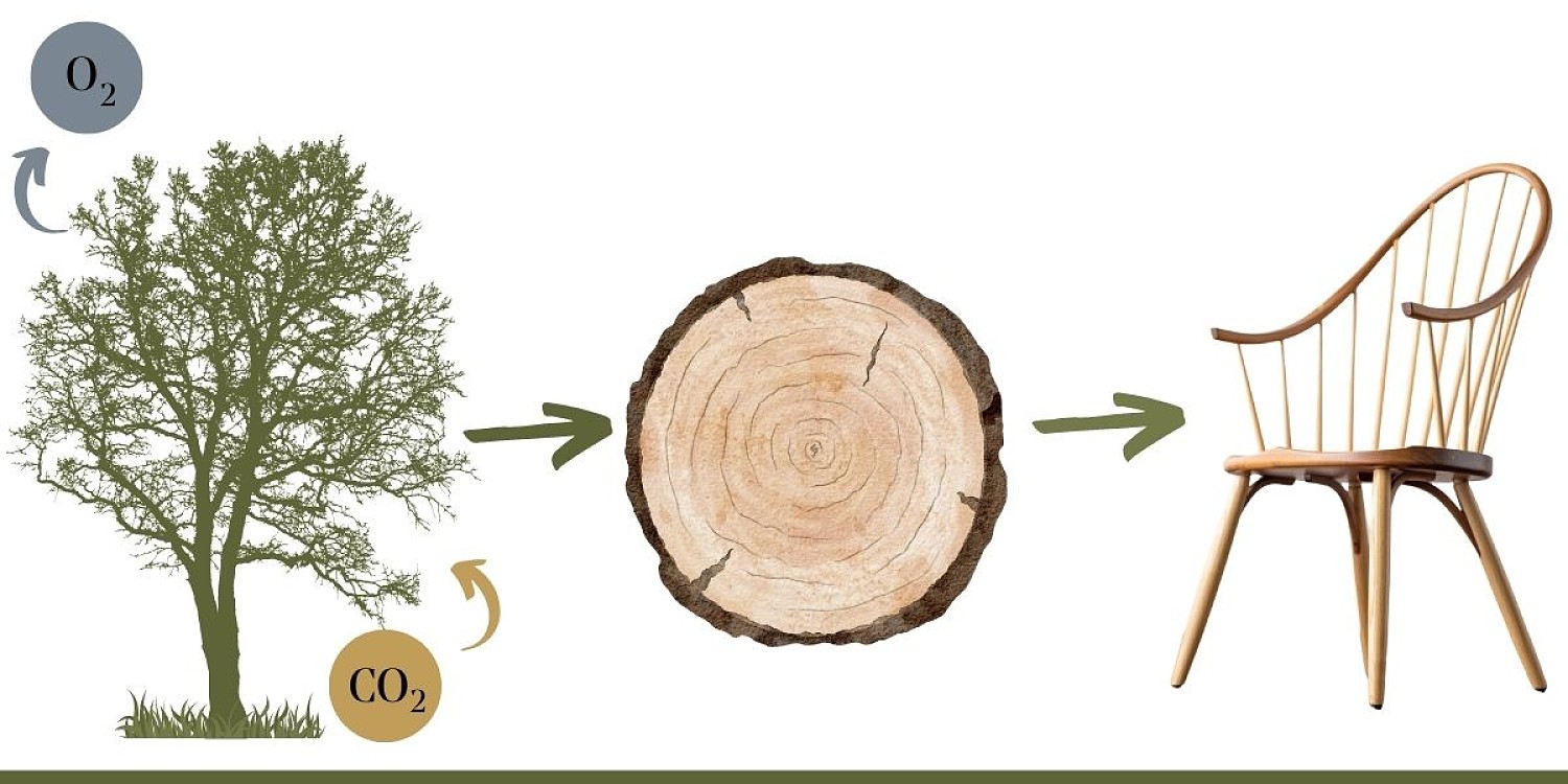 A diagram showing how carbon is trapped in a tree, stored in cut wood and sequestered into furniture