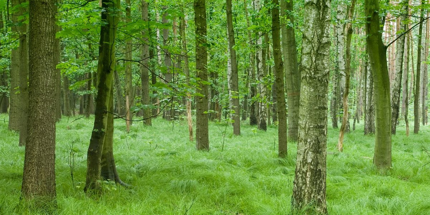 A deciduous forest in summer with lush green grass.